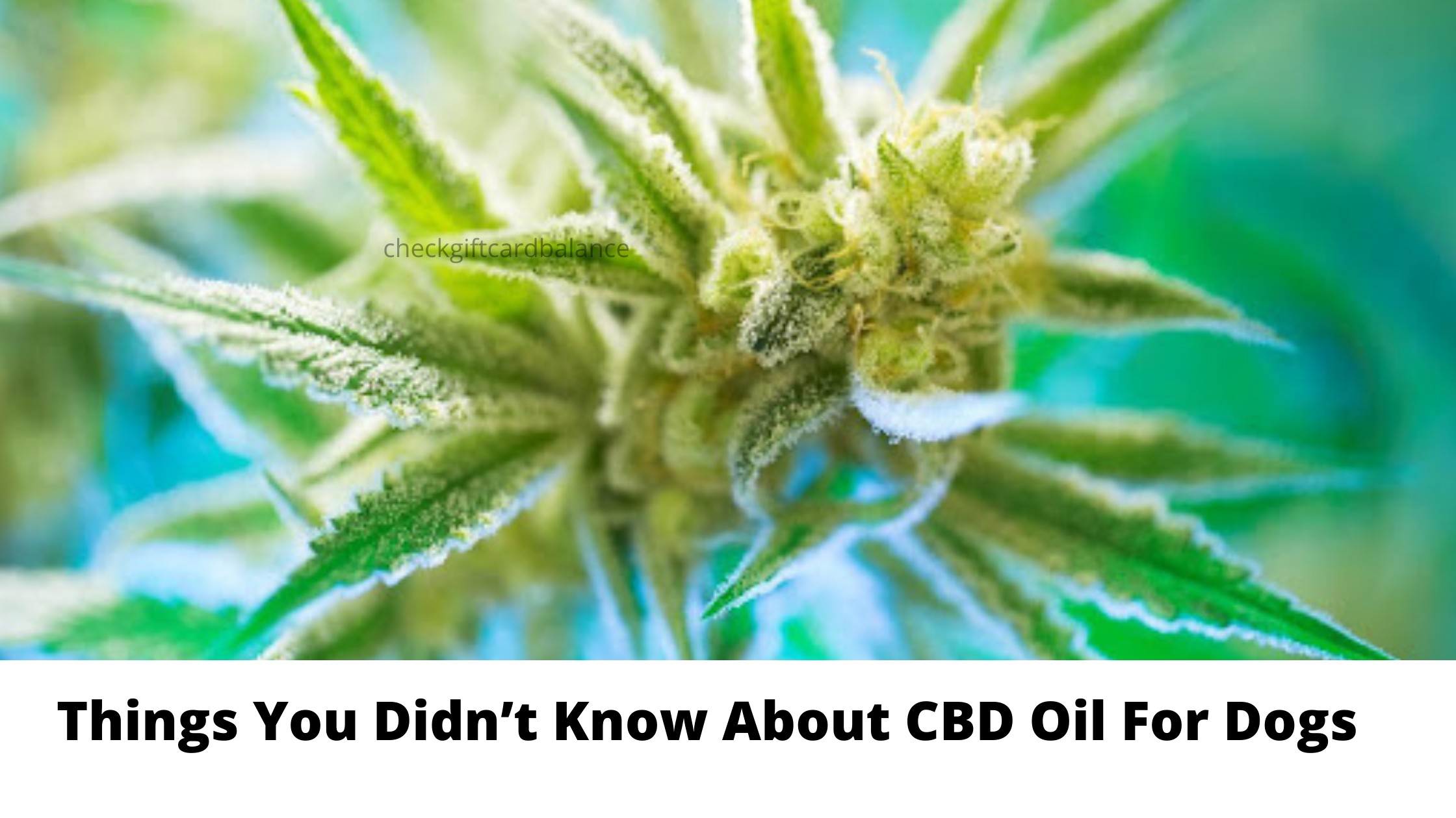 Things You Didn’t Know About CBD Oil For Dogs